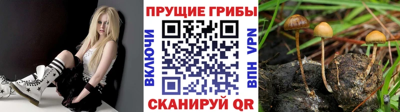 Псилоцибиновые грибы Cubensis  Красноармейск 
