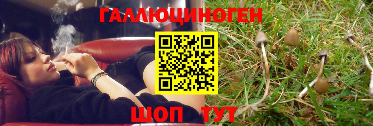 Красноармейск  Псилоцибиновые грибы GOLDEN TEACHER  Вход с VPN 